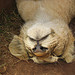 Lion Cub